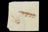 Fossil Fish (Diplomystus Birdi) - Hjoula, Lebanon #162702-1